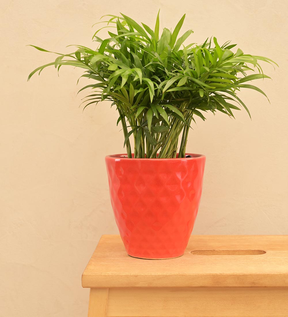 Firecracker Ceramic Planter