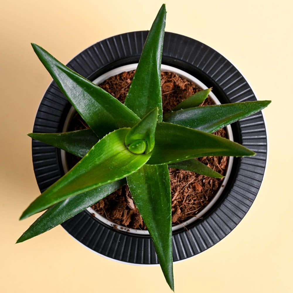 Aloe Vera Green Mini For Mother's Day Gifting