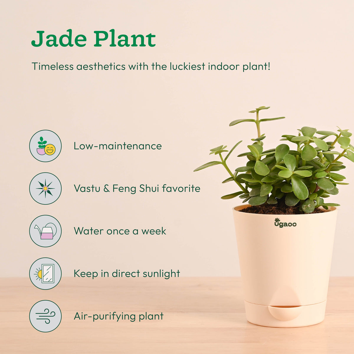 Indoor Plants Starter Pack