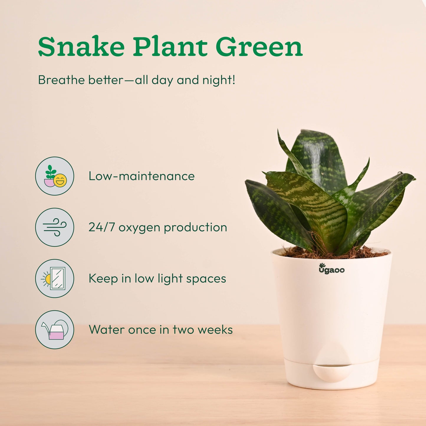 Breathe Easy Air Purifying Plants Bundle