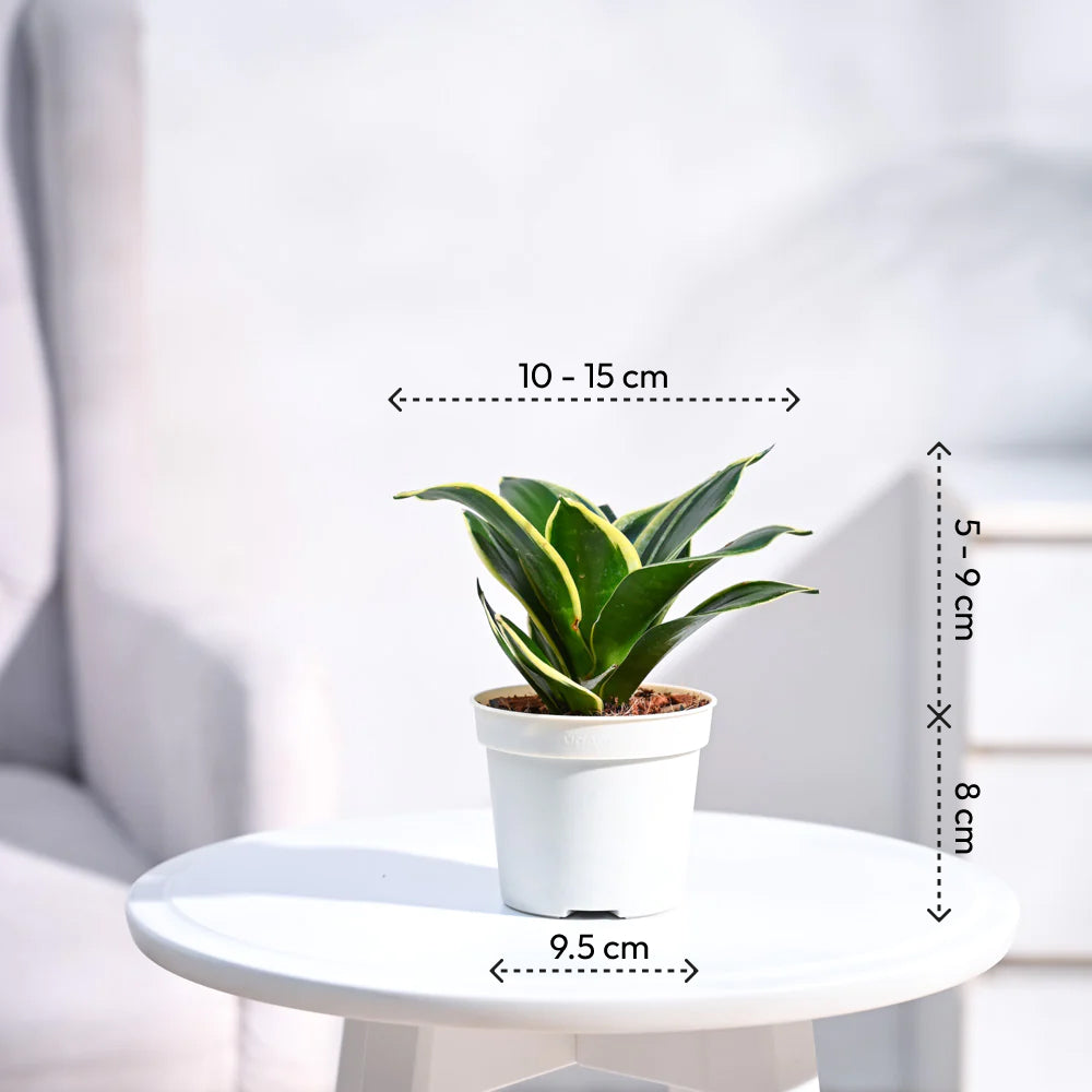 Ganpati Decor Festive Bundle