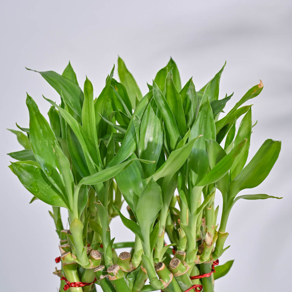 Pineapple Lucky Bamboo Plant