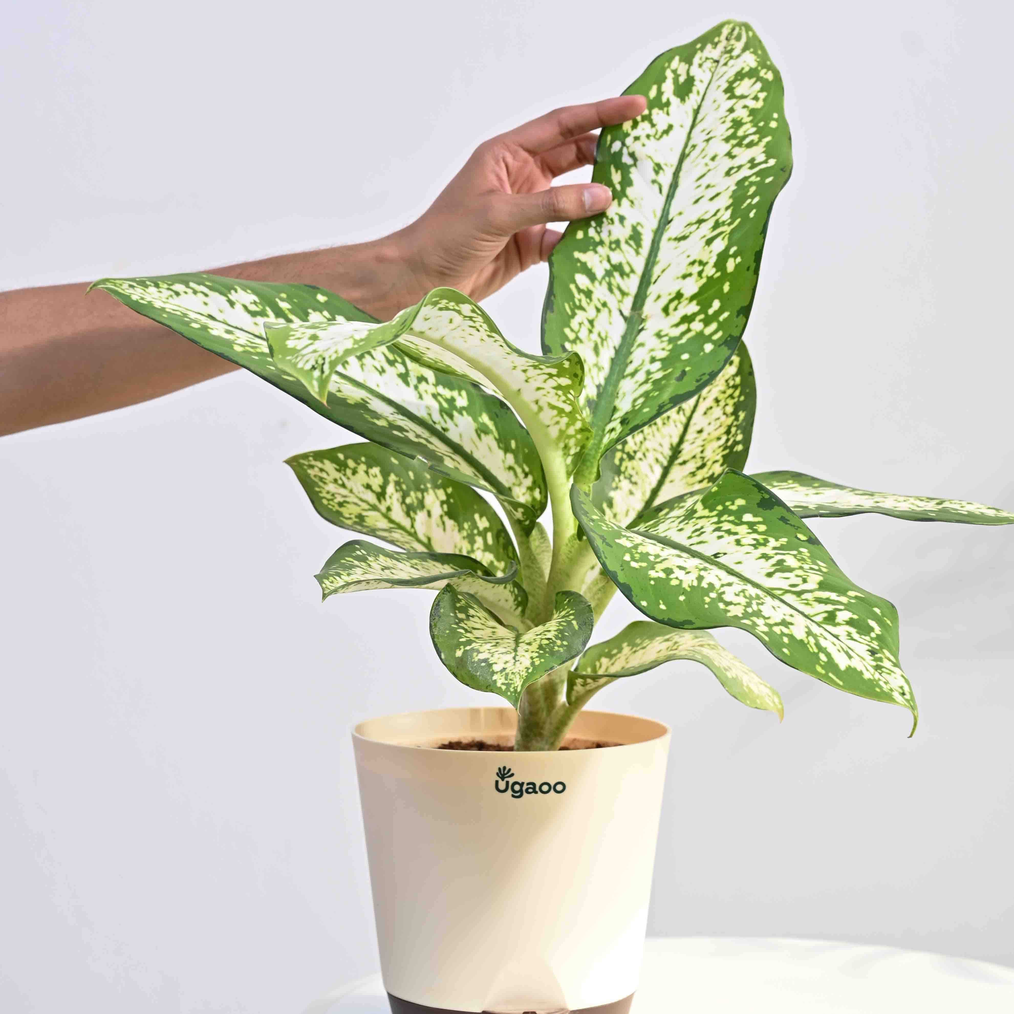 Dieffenbachia Delilah - Large
