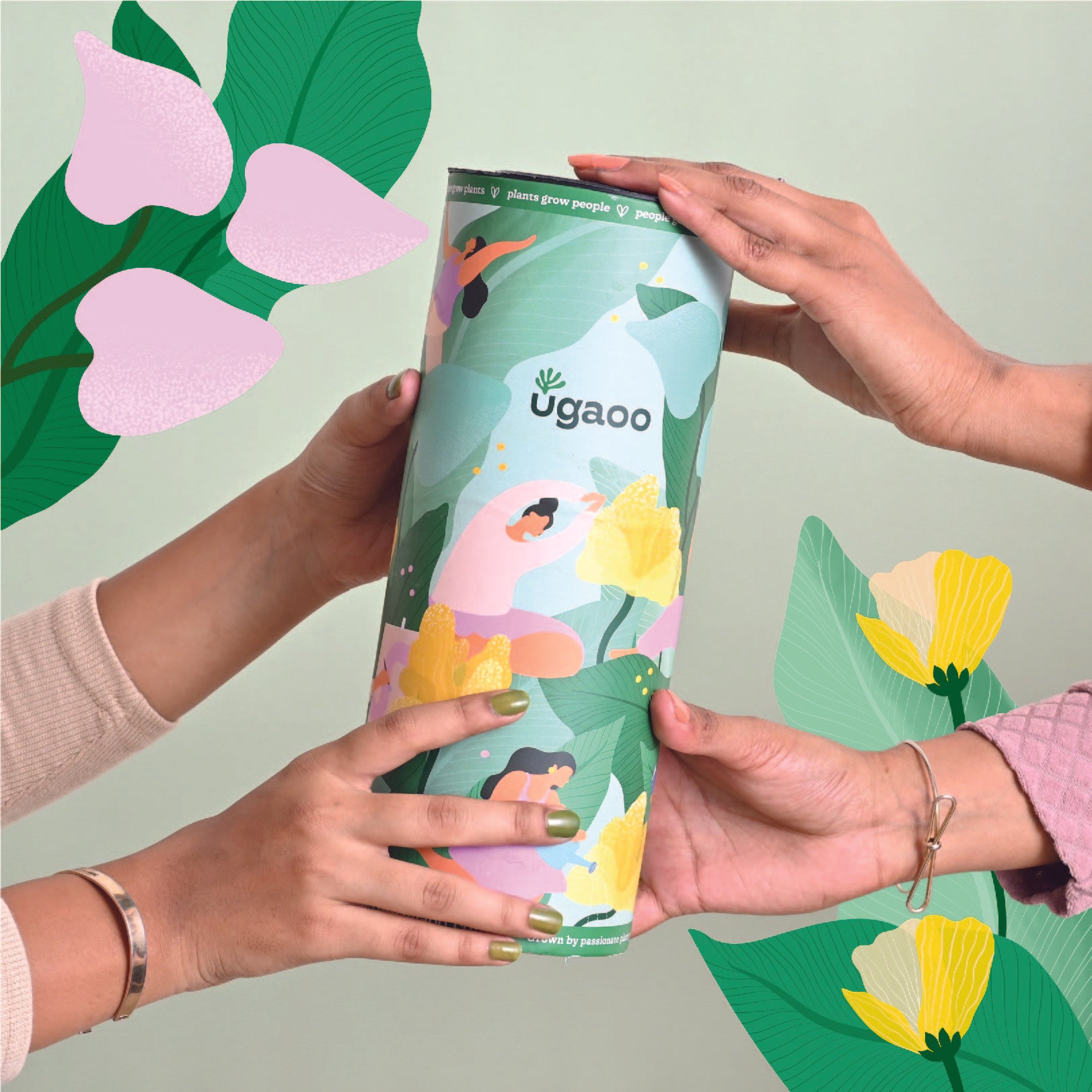 Oxycardium Green Plant Gift for Women's Day