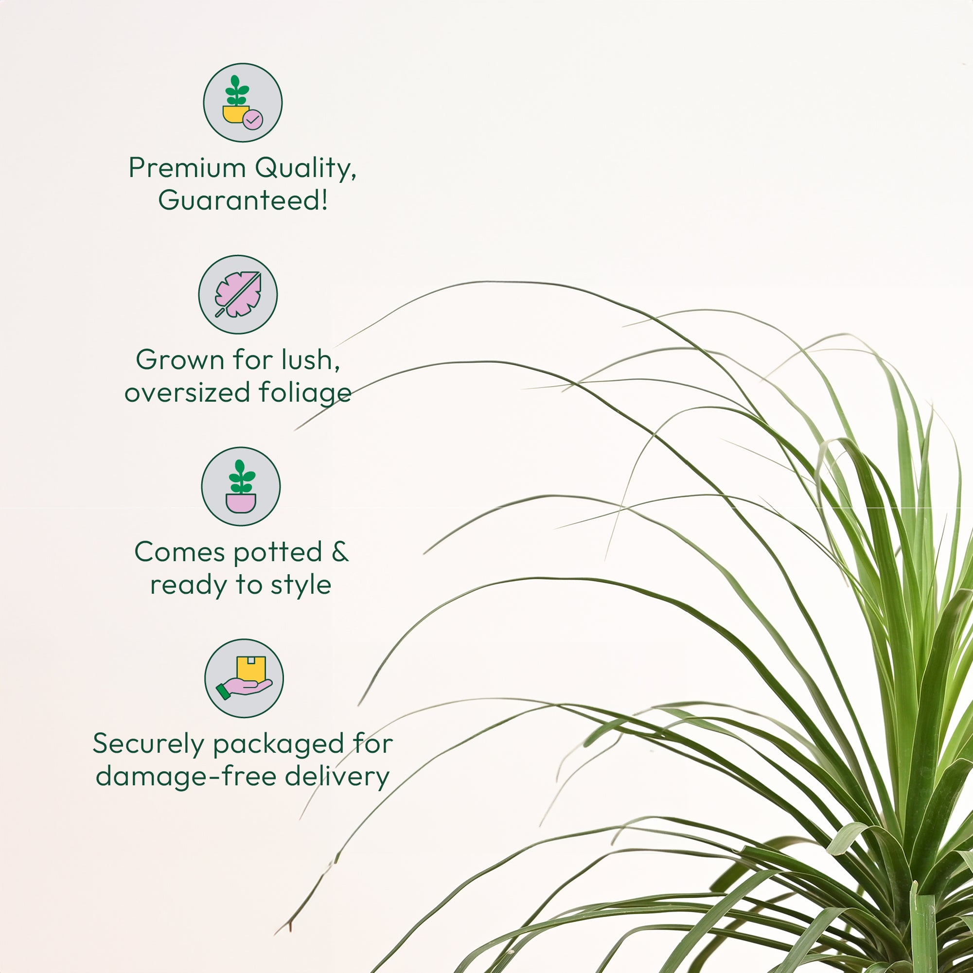 Nolina Palm XL