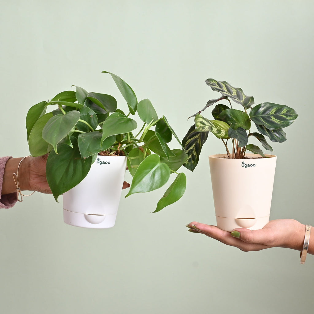 Queen's Canopy Plant Bundle for Women's Day