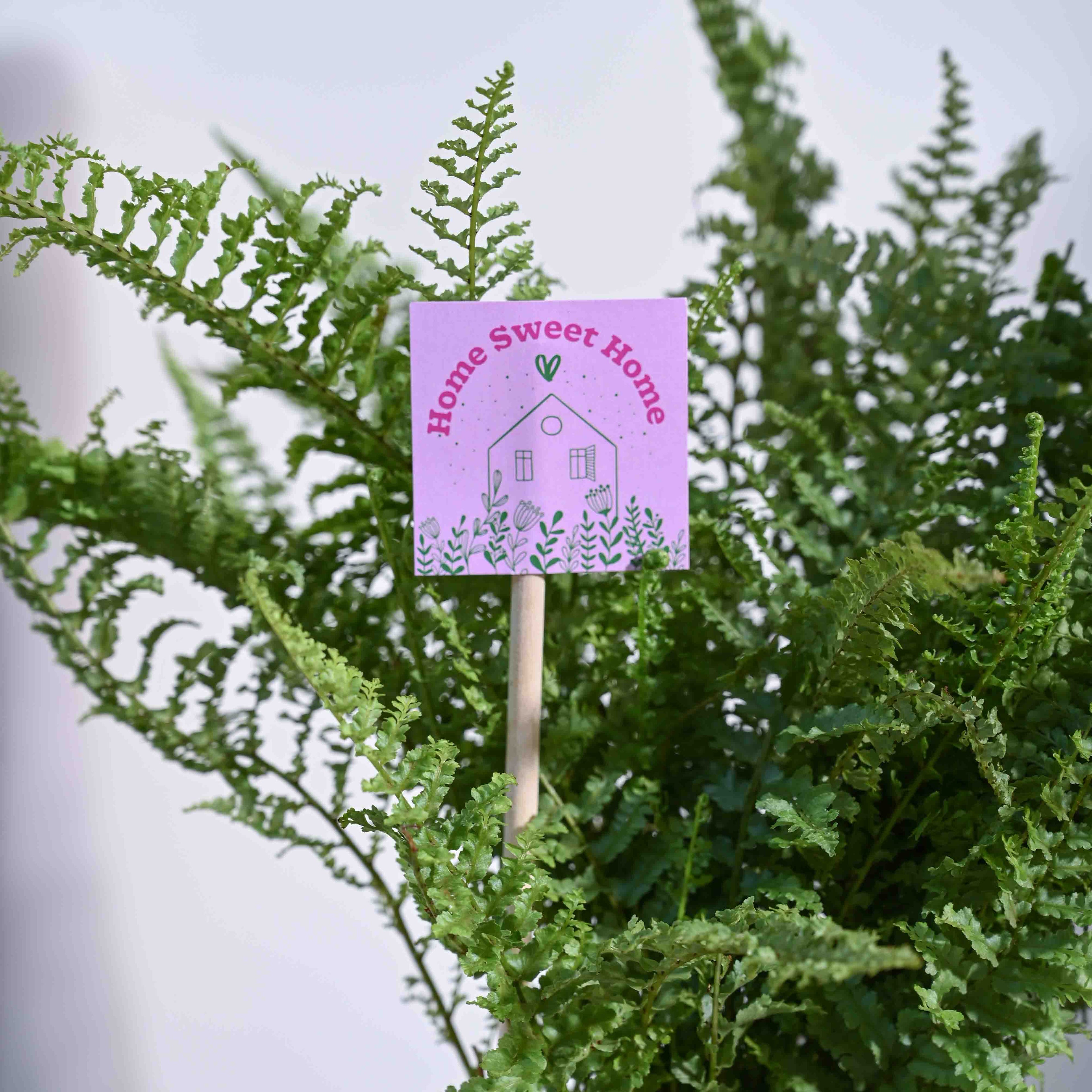 Fern Morpankhi Housewarming Gift Hamper