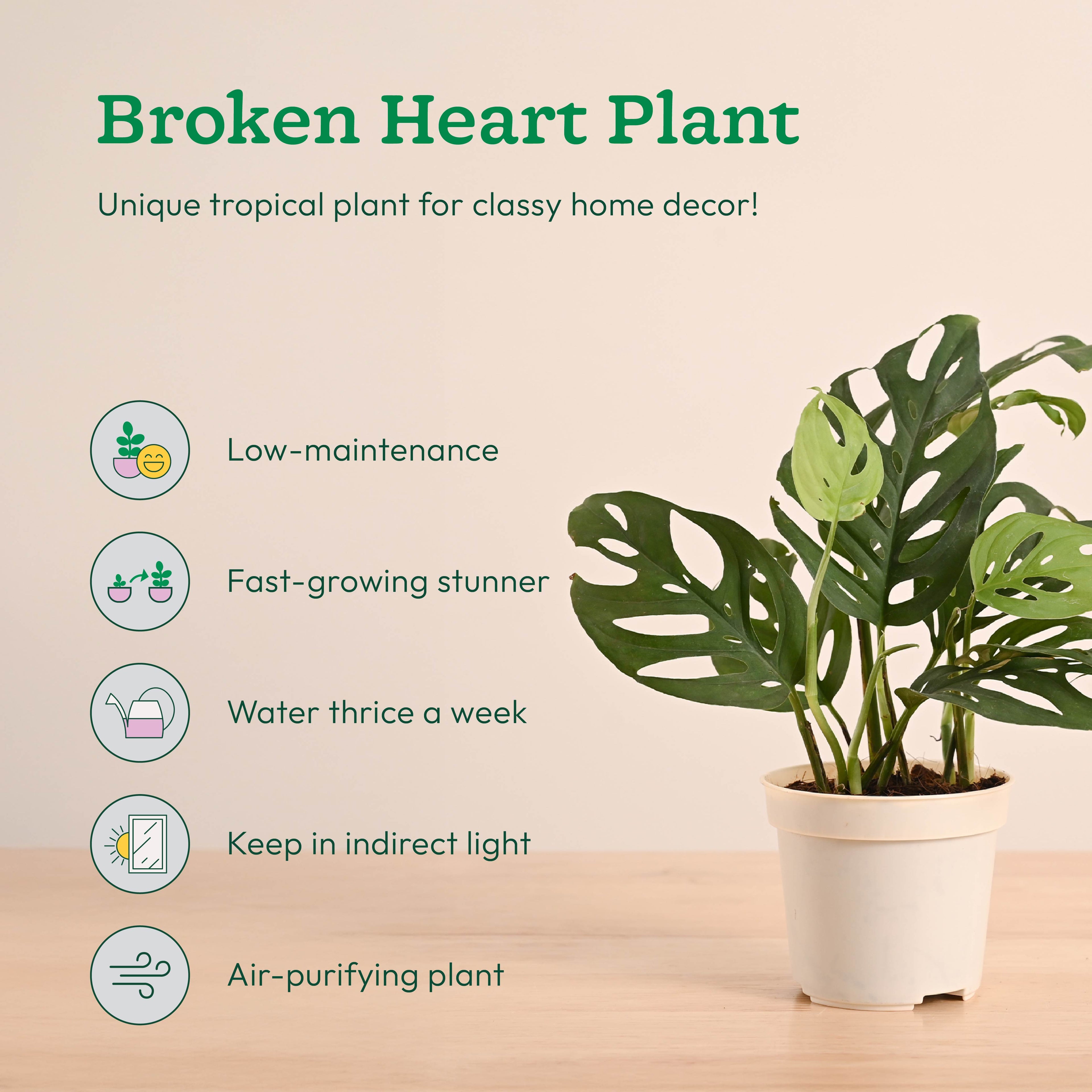 GroPot Combo - Set of 4