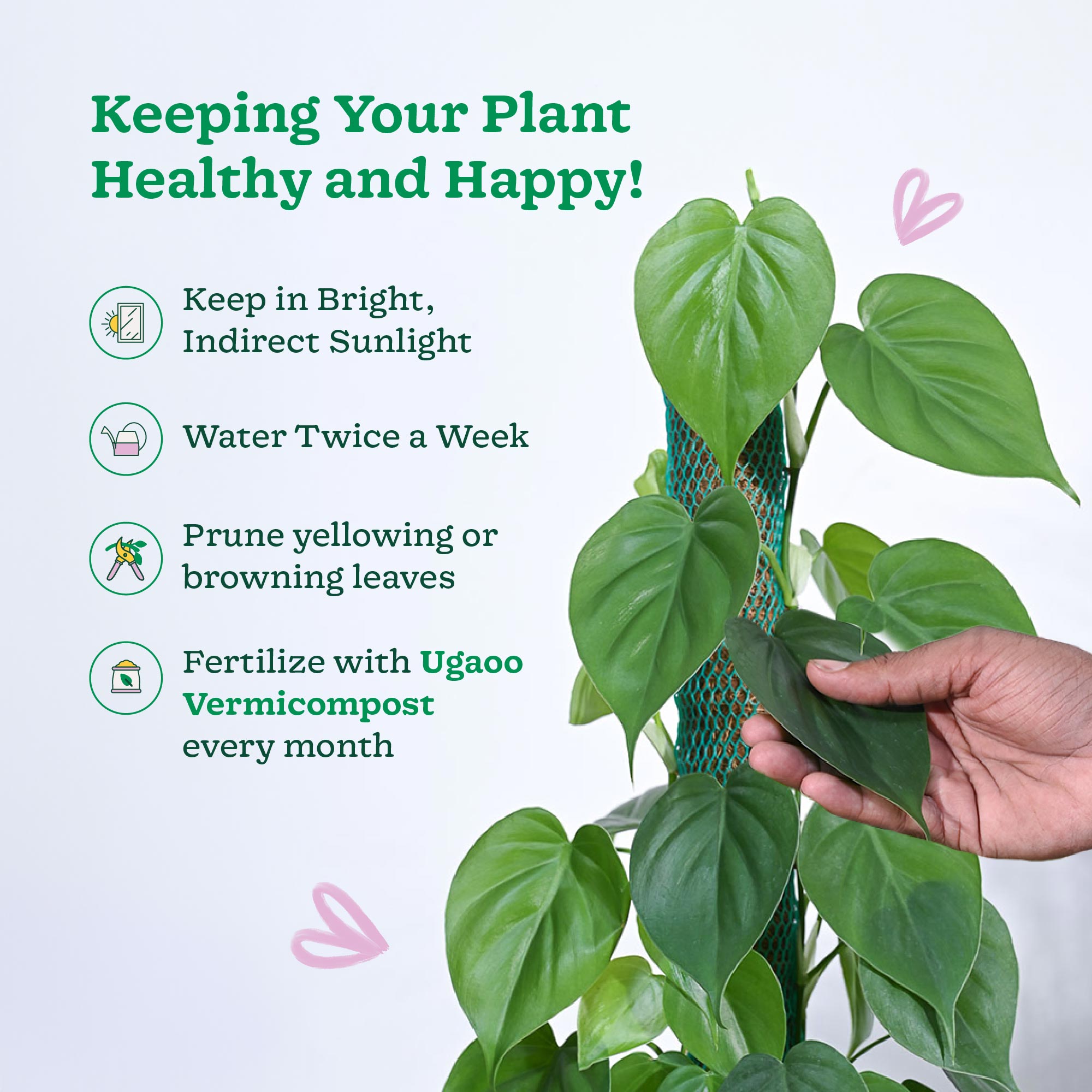 Philodendron Oxycardium Green Plant with Moss Stick