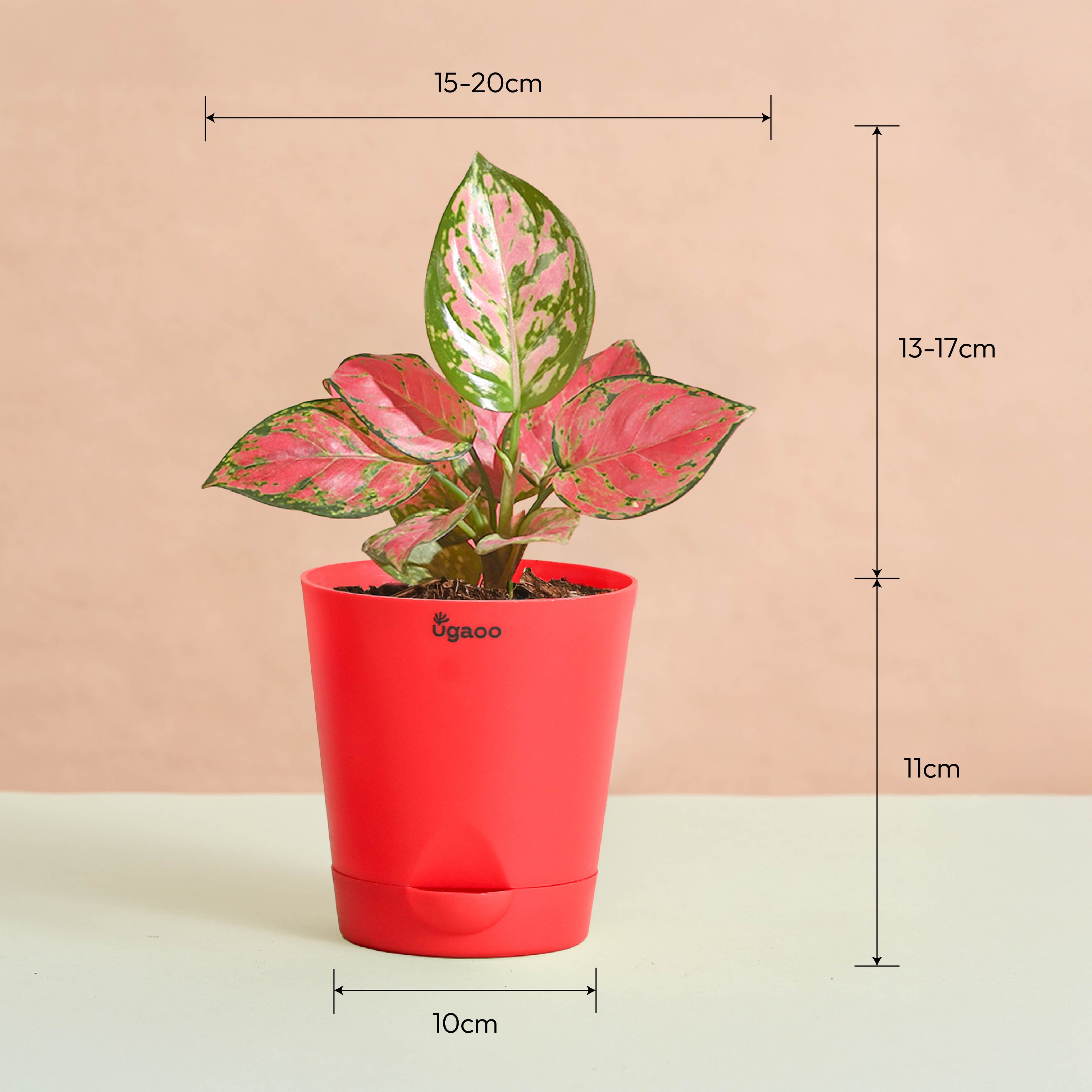 Aglaonema Pink Beauty Women's Day Gift