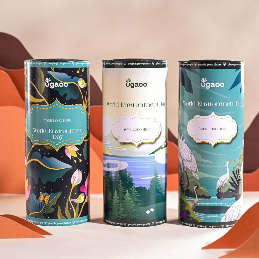 Golden Sedum Plant For Environment Day Gifting