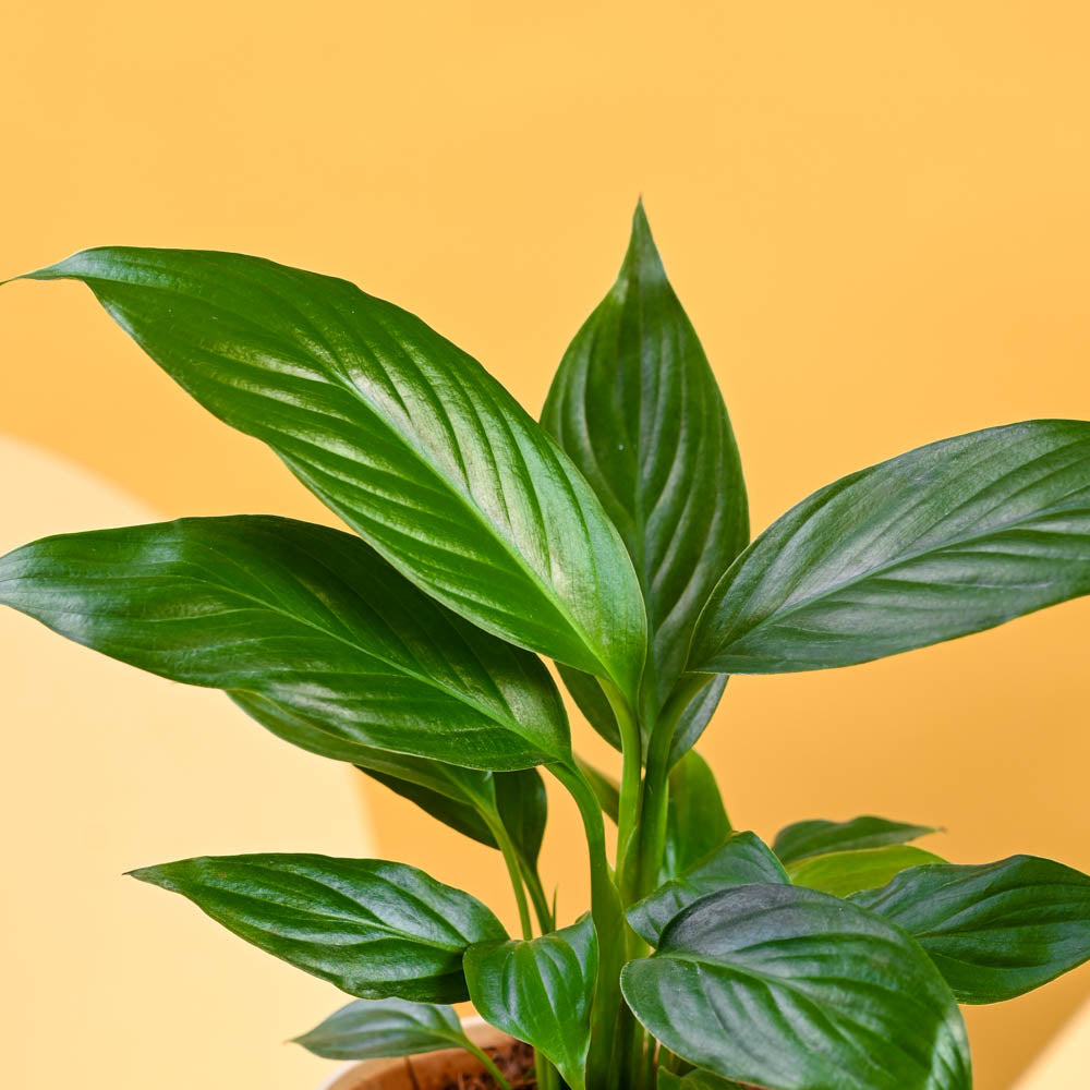 Peace Lily For Mother's Day Gifting