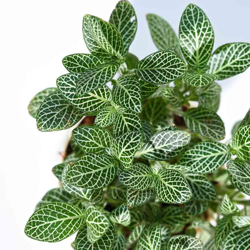 Fittonia Green Plant (Nerve Plant) For Environment Day Gifting