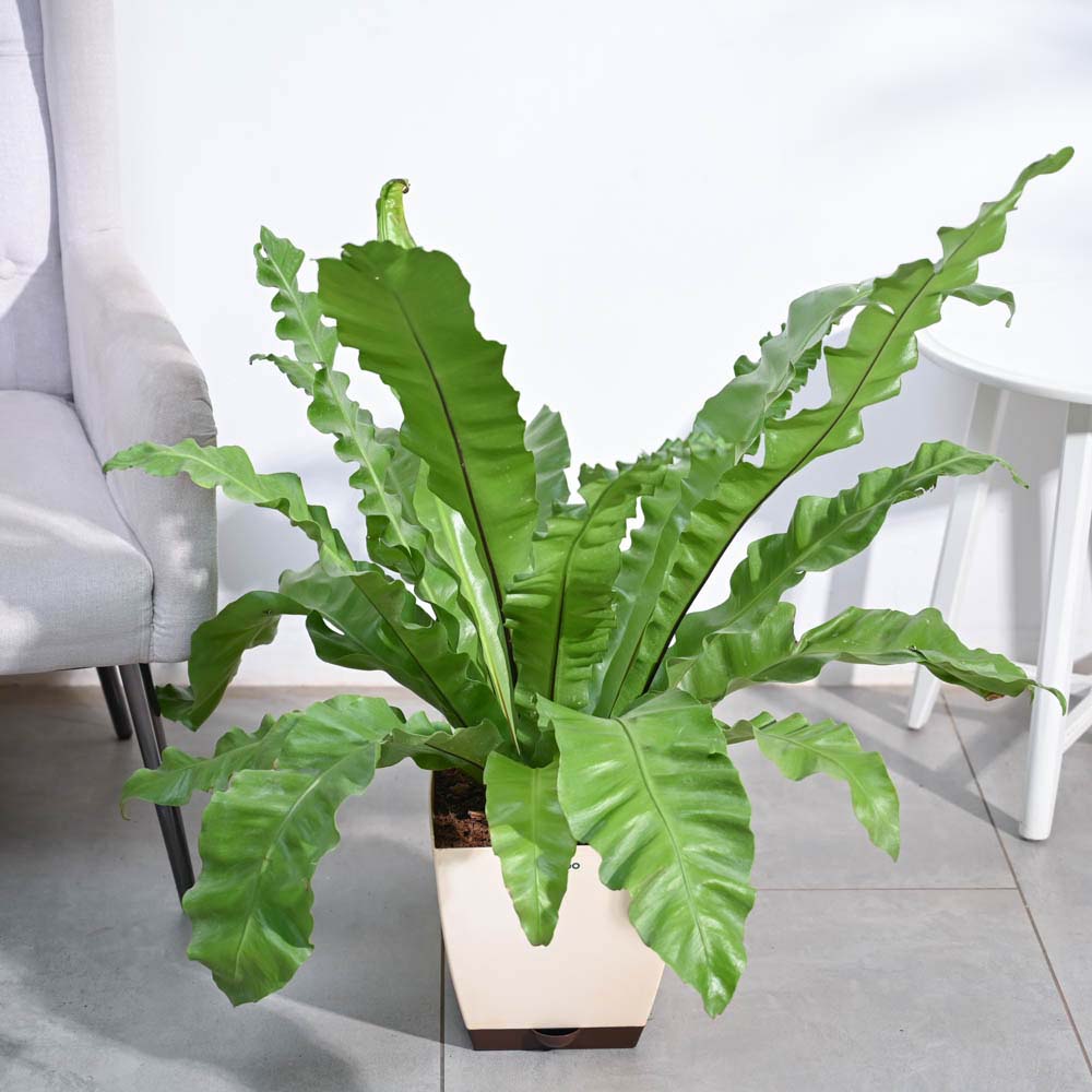 Bird's Nest Fern XL