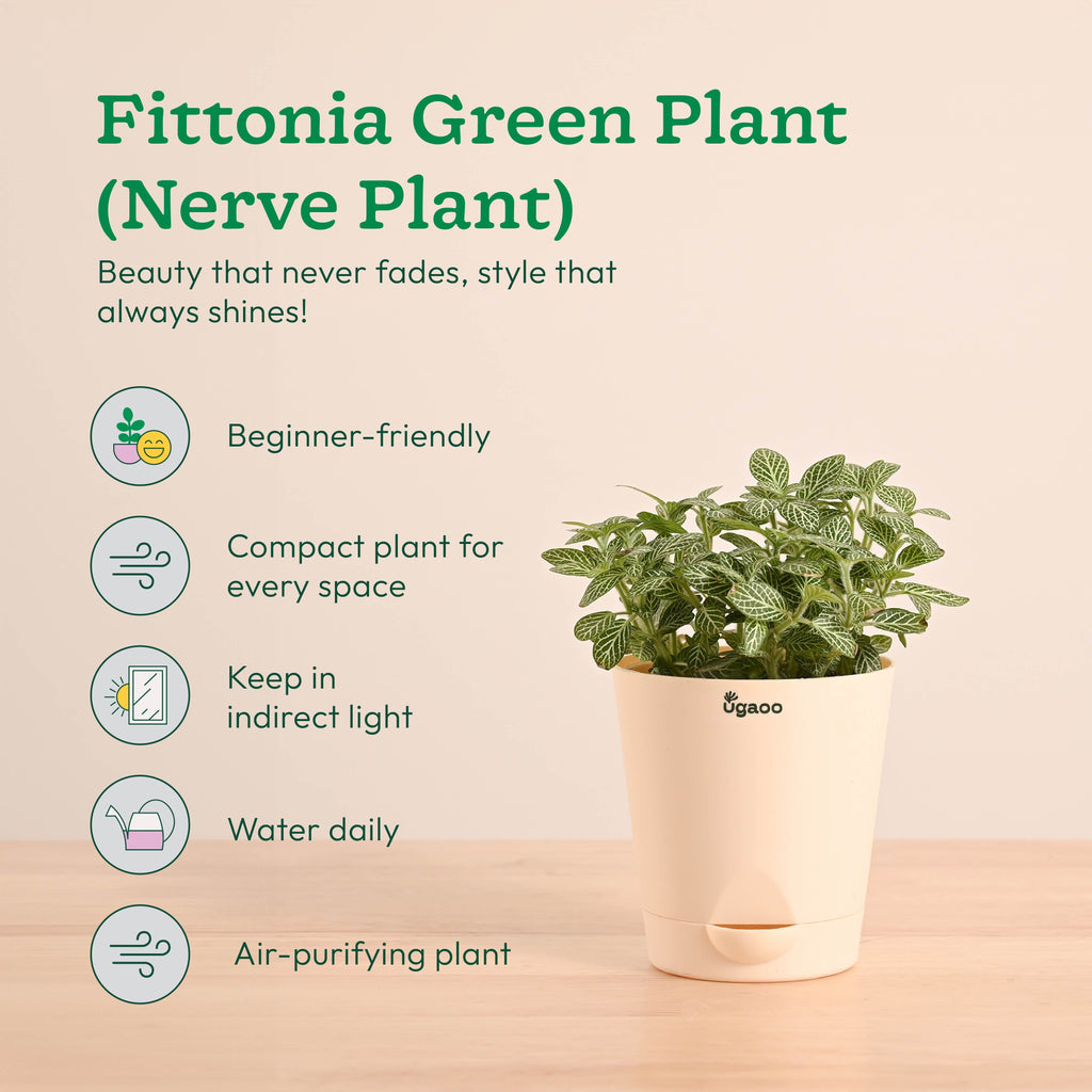 Green Decor Plants Bundle