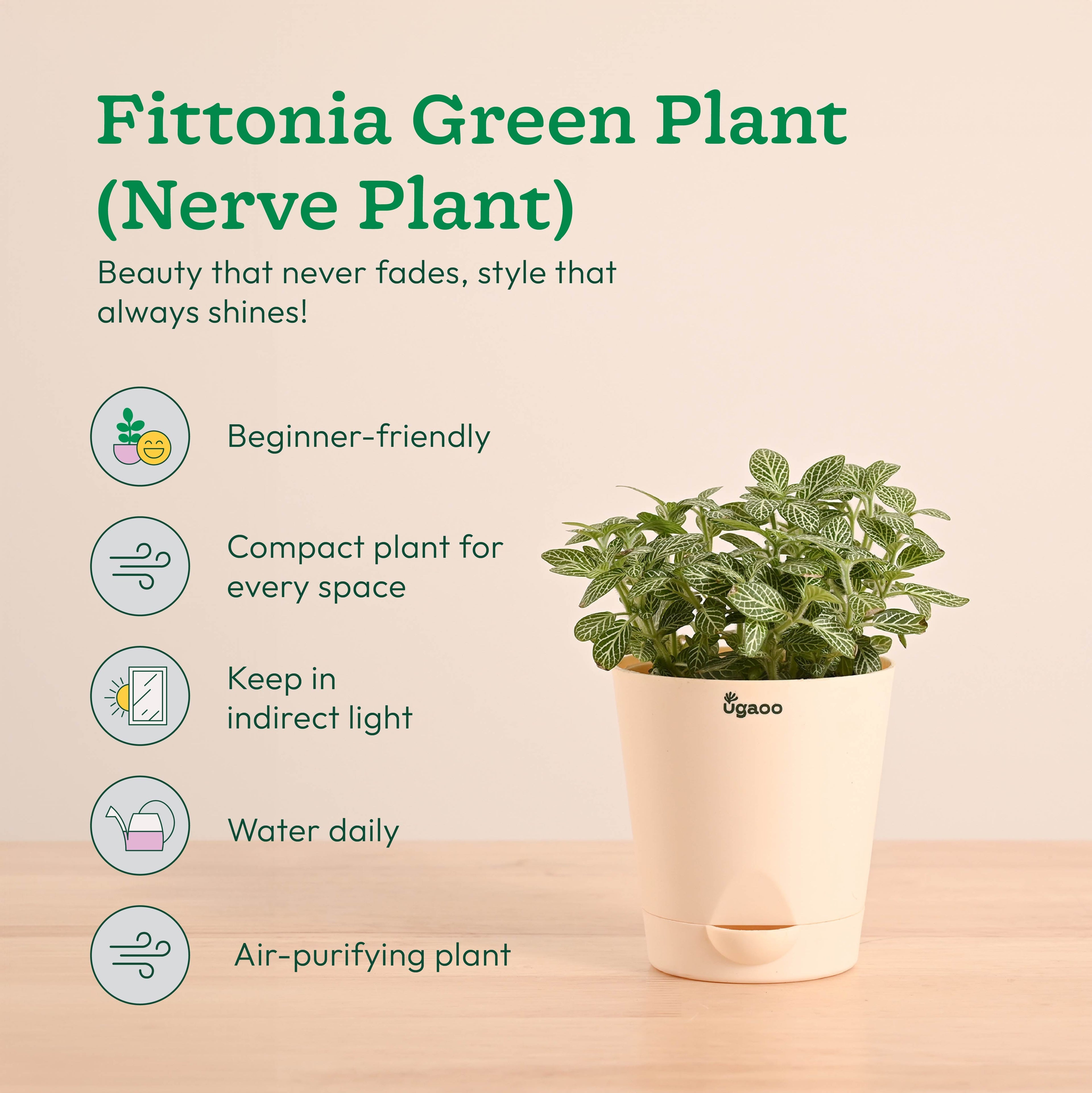 Green Decor Plants Bundle