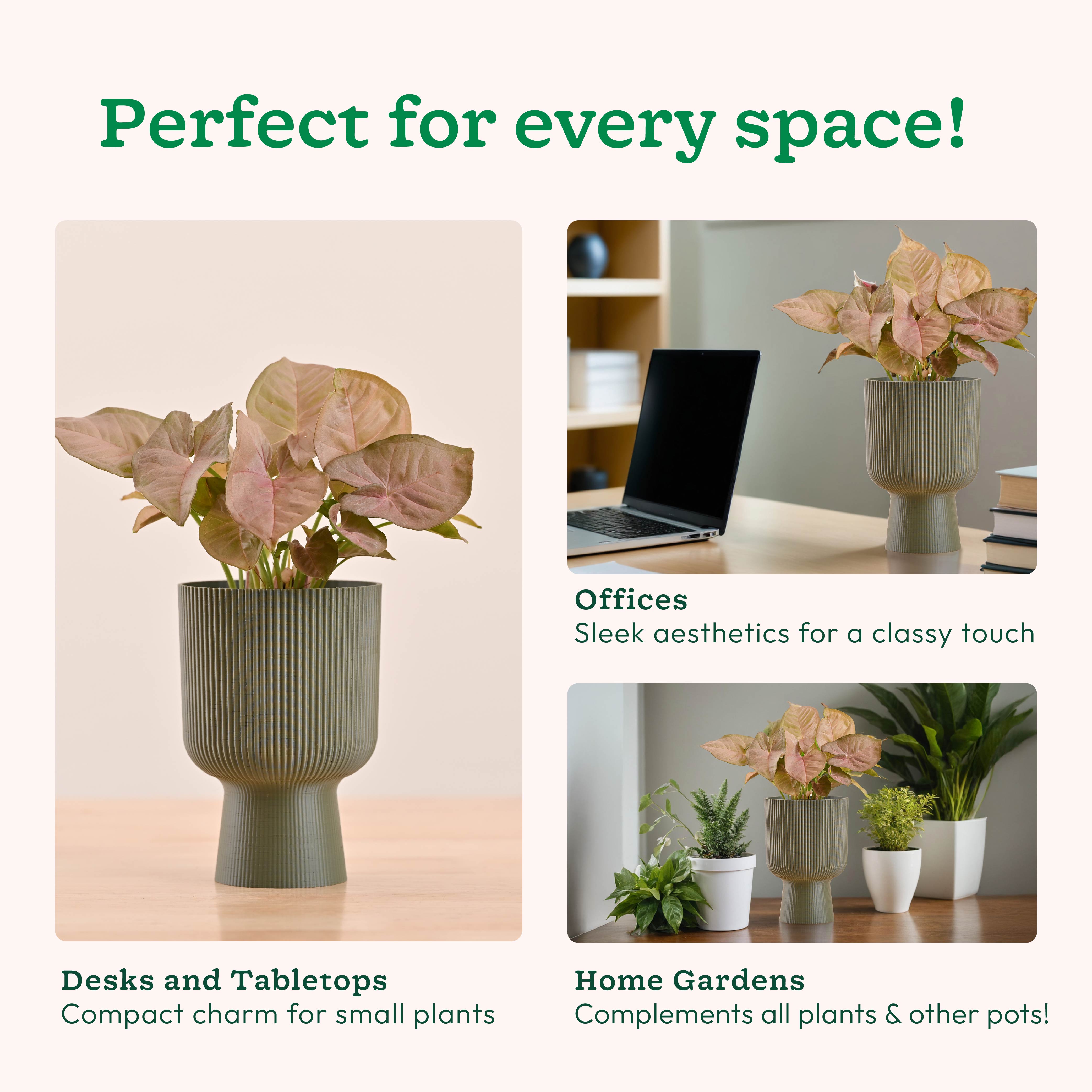 Erika Planter