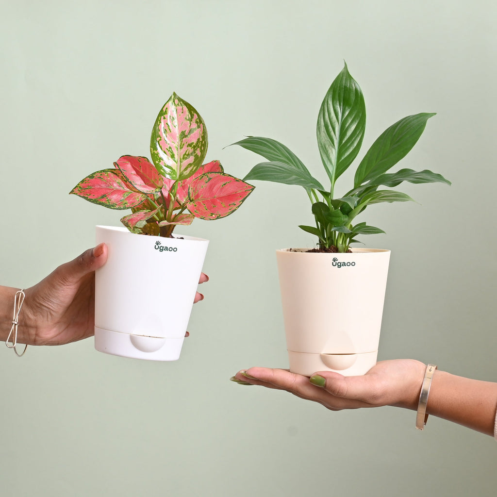 Blush & Bloom Women's Day Plant Bundle