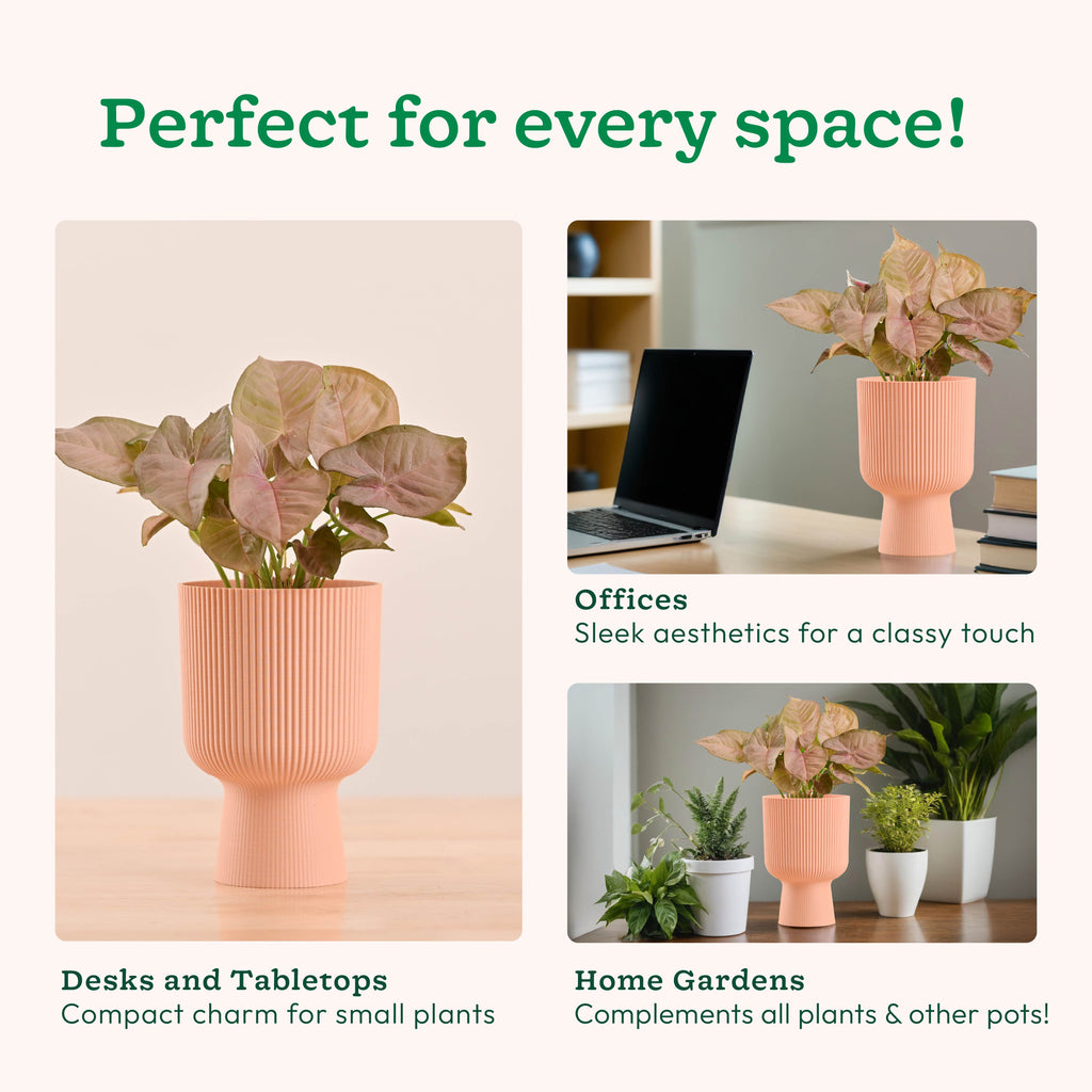 Erika Planter