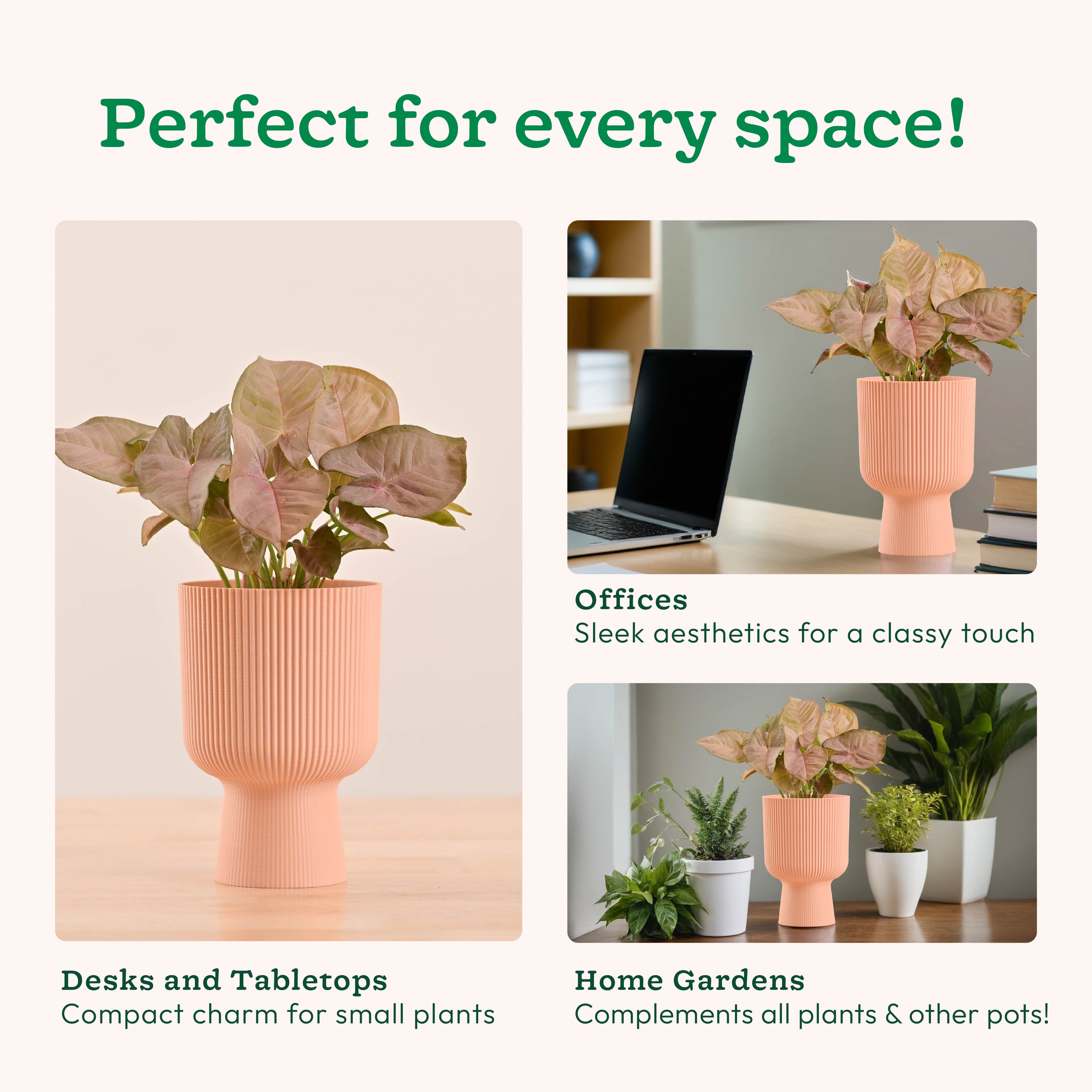 Erika Planter