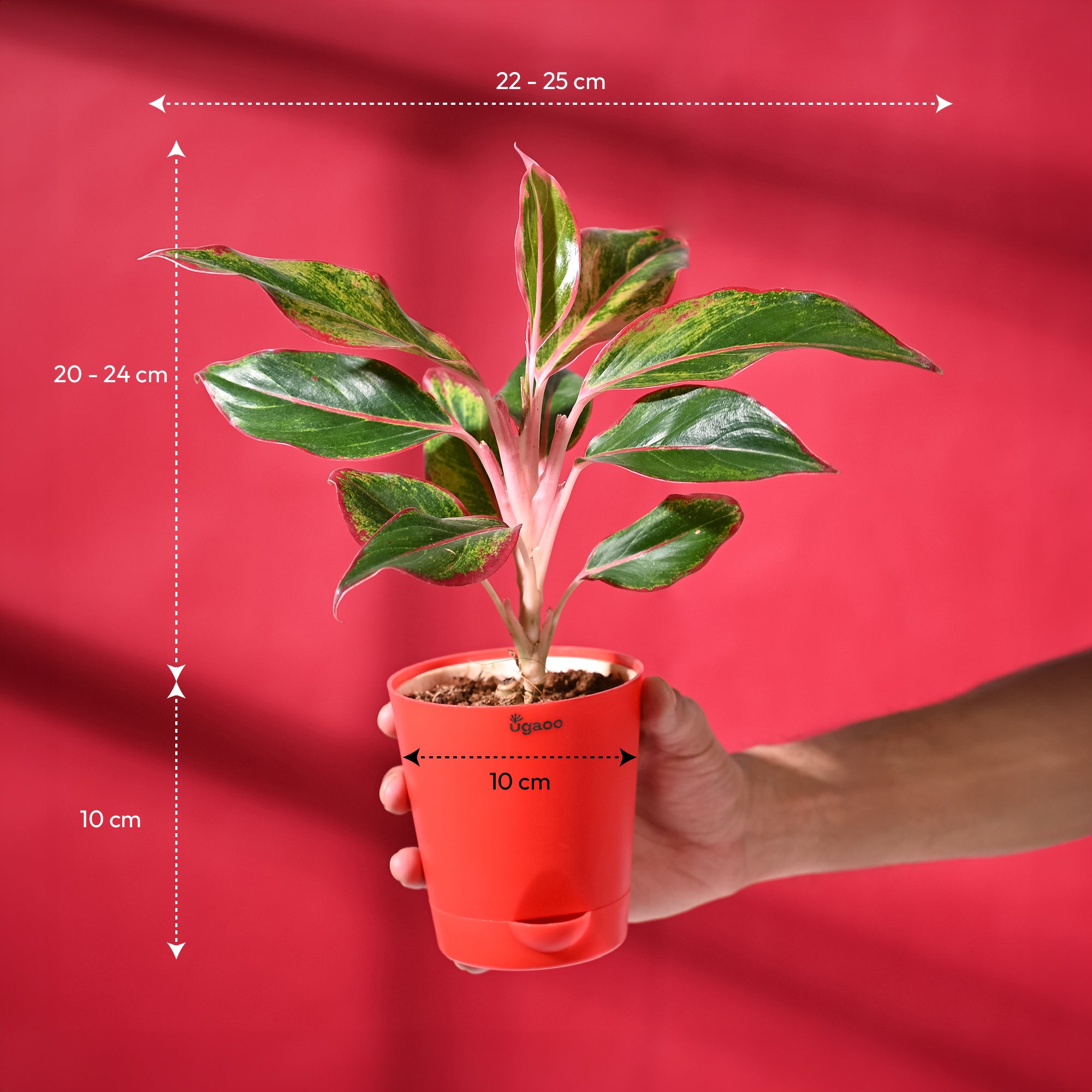 Aglaonema Red with Red Krish Pot