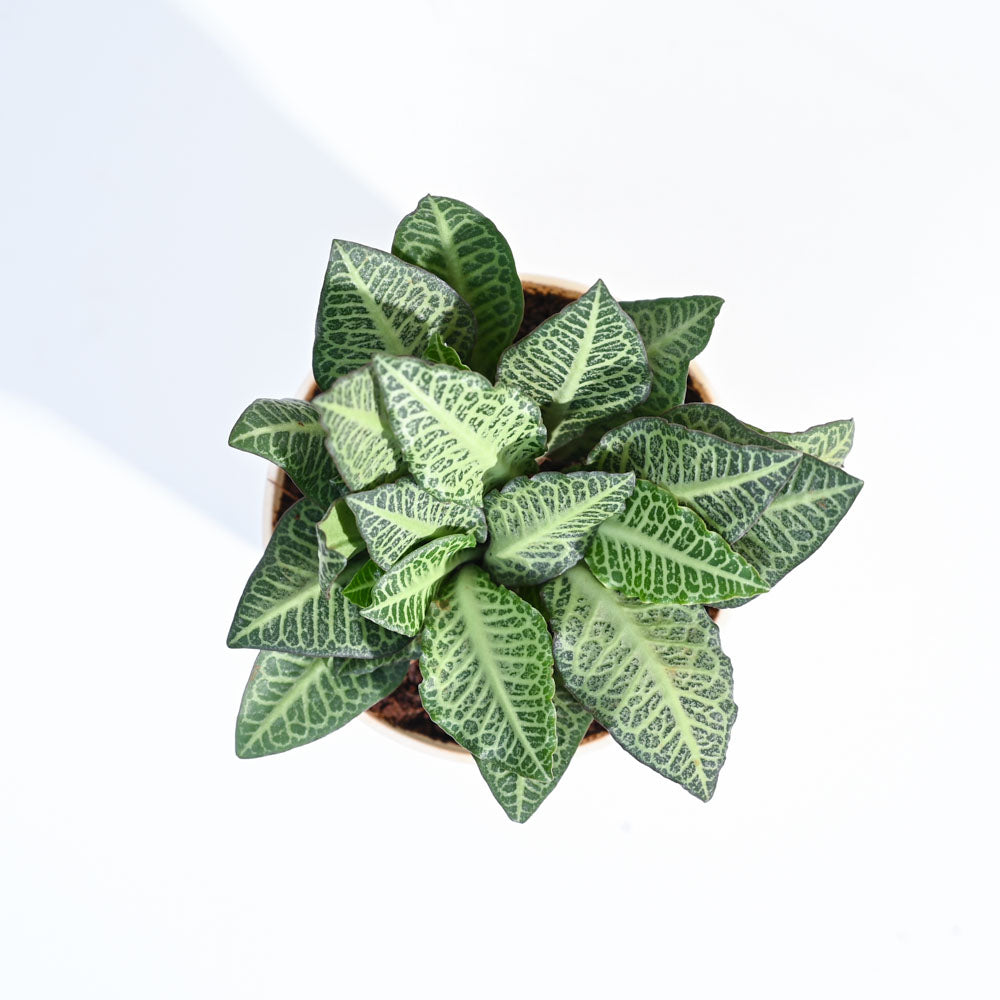 Euphorbia Francoisii Green