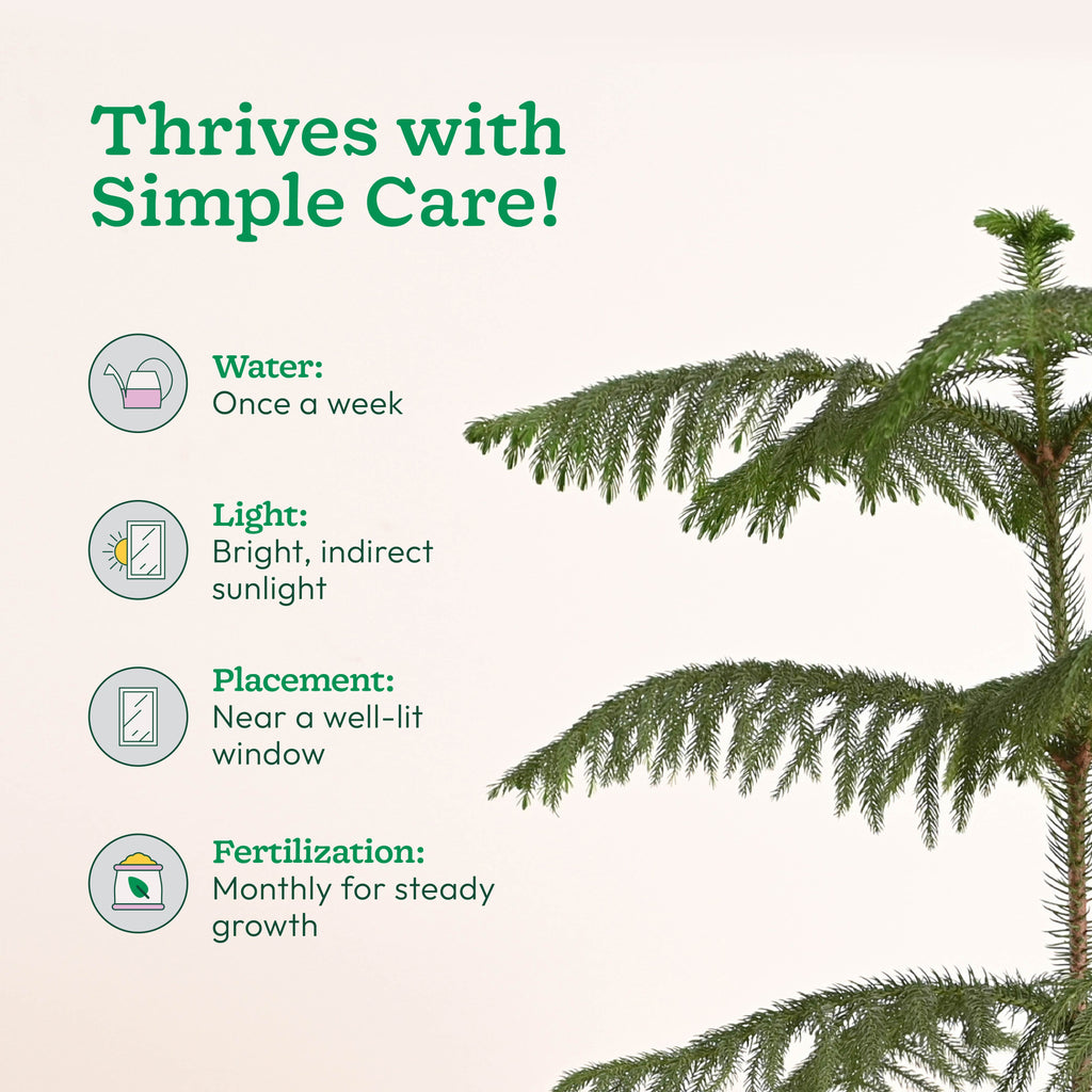 Indian Christmas Tree - XL