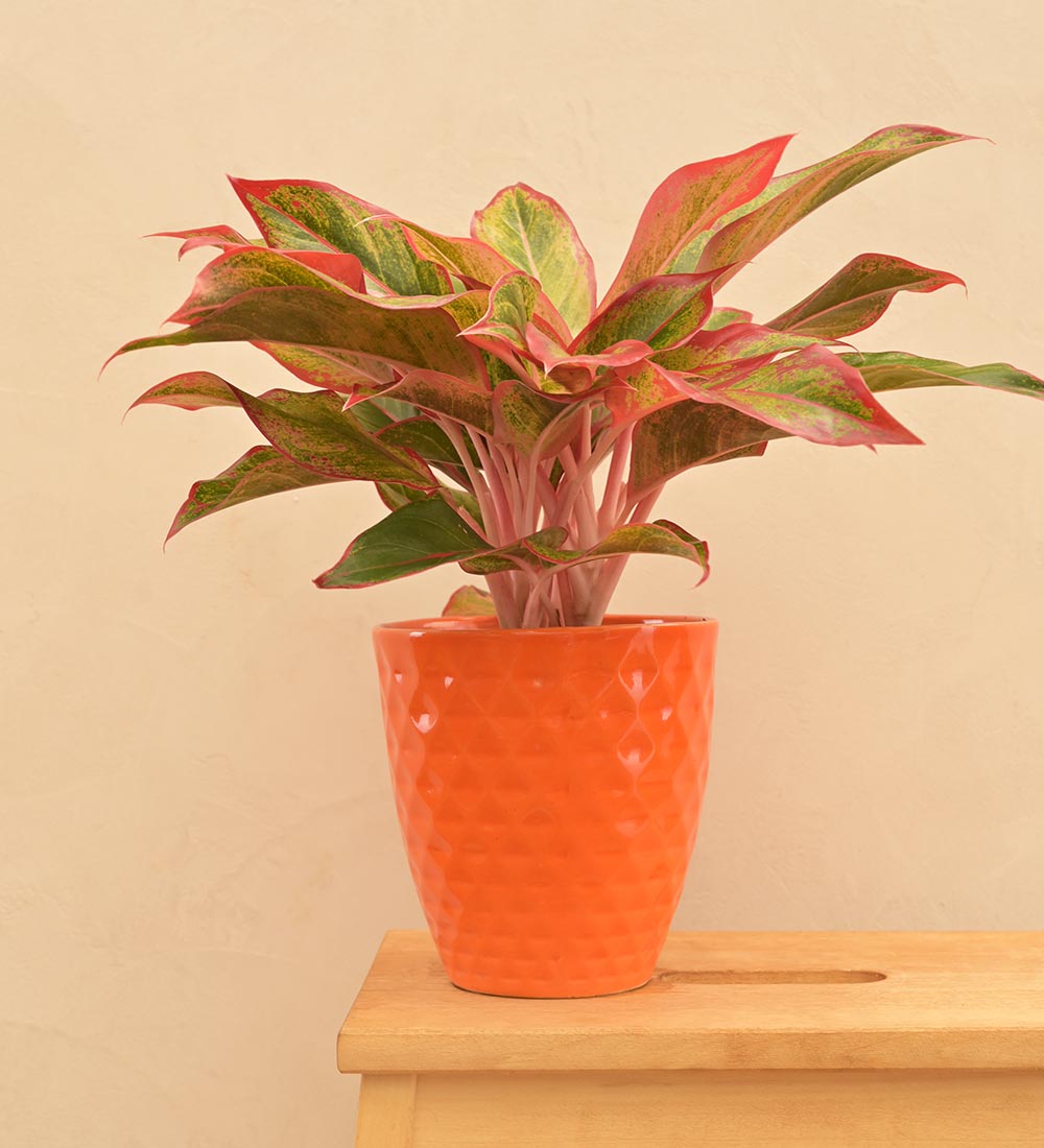 Firecracker Ceramic Planter