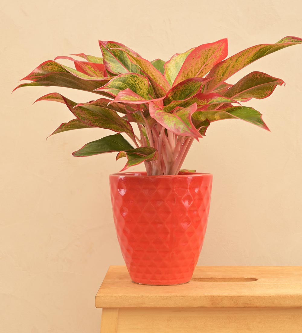 Firecracker Ceramic Planter