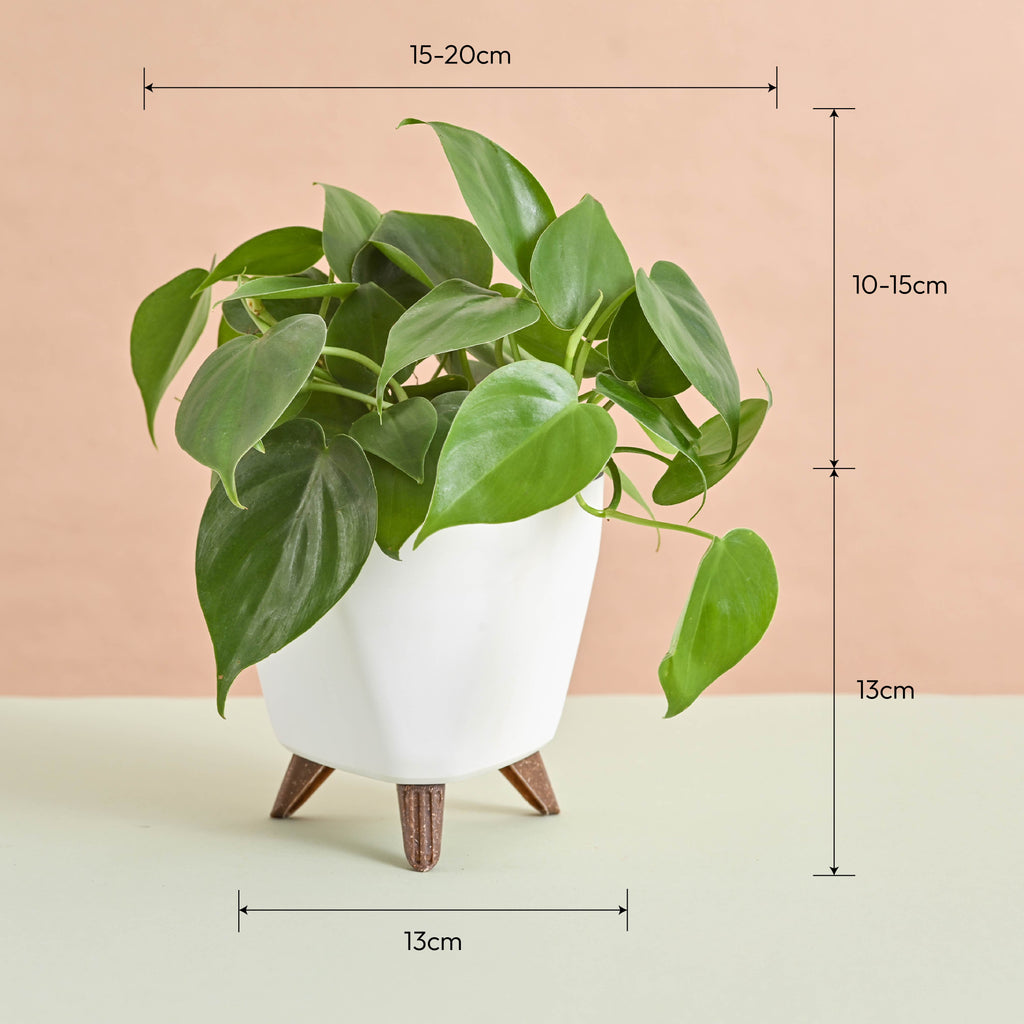 Oxycardium Green Plant Gift for Women's Day