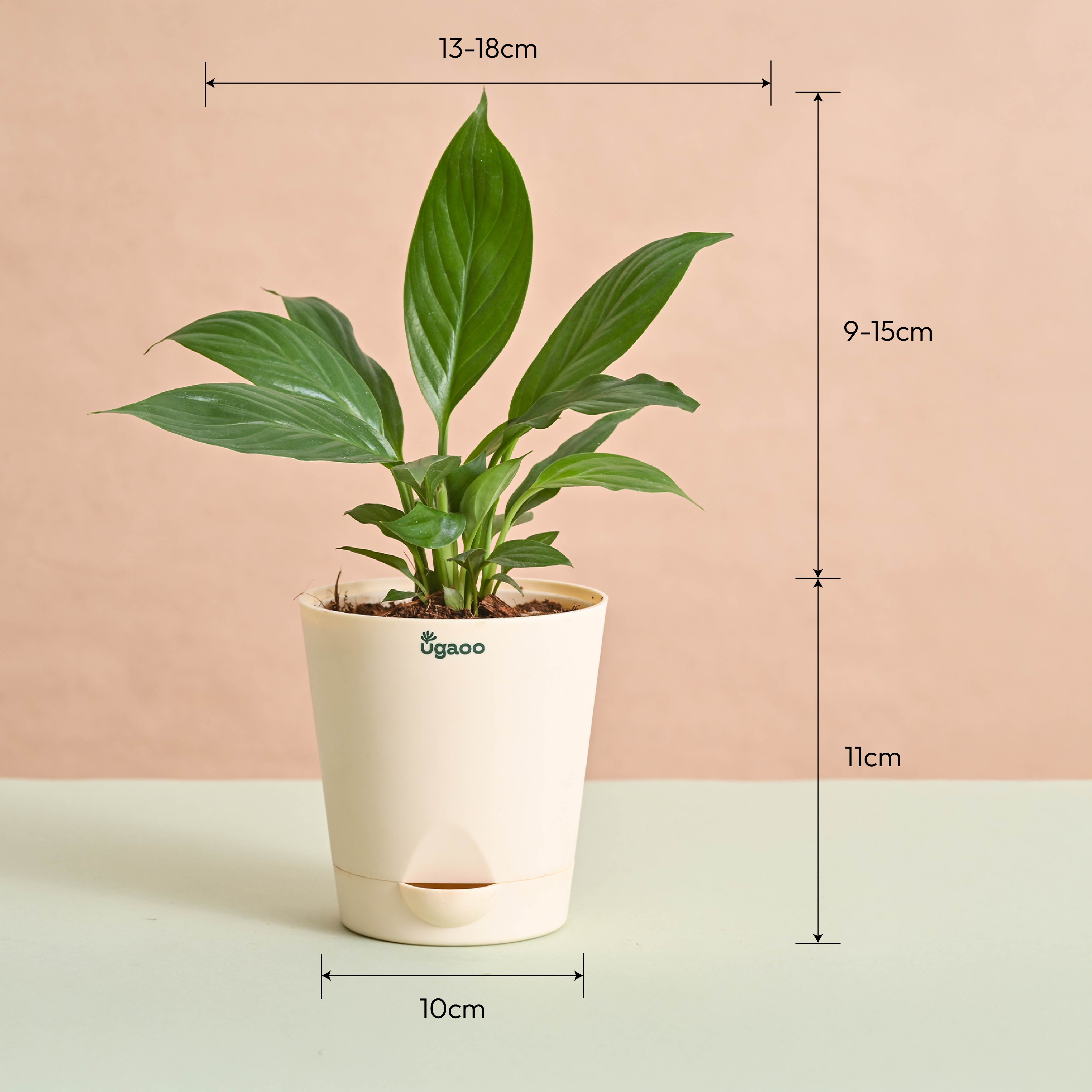 Peace Lily Plant Gift for Women's Day