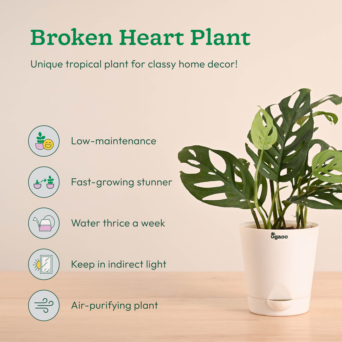 Indoor Plants Starter Pack