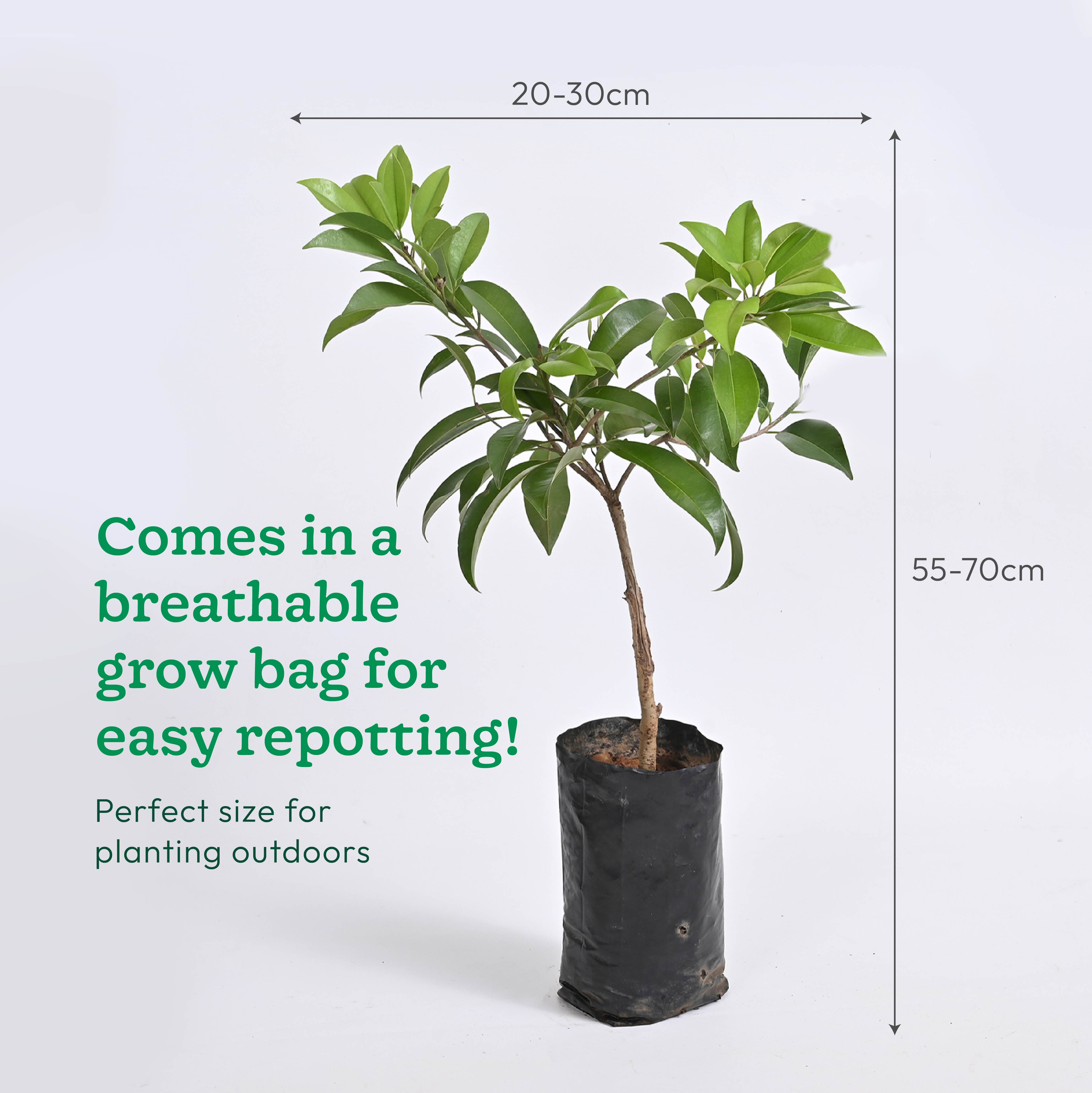 Chiku Plant