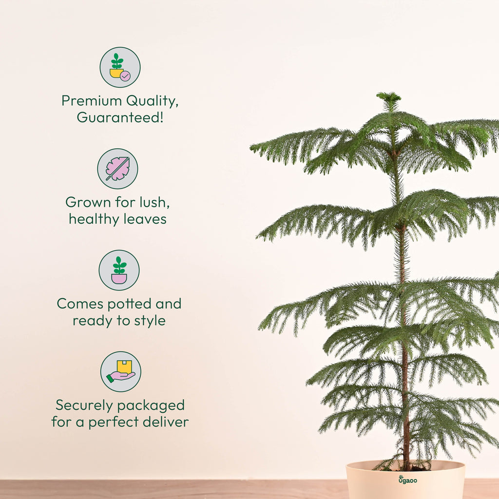 Indian Christmas Tree - XL