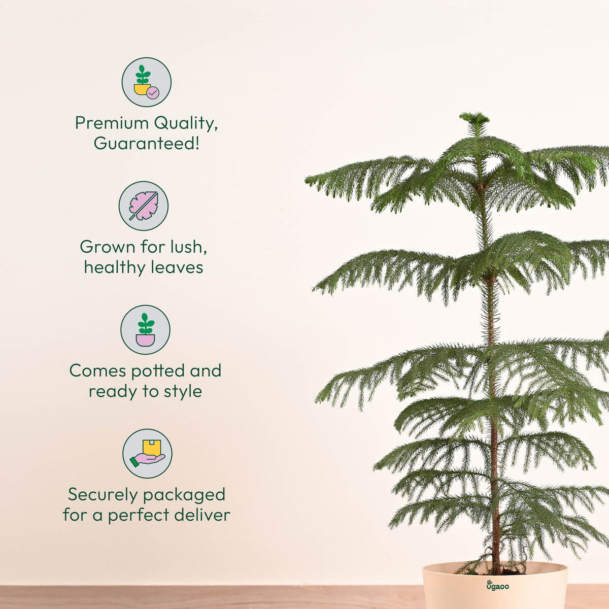 Indian Christmas Tree - XL