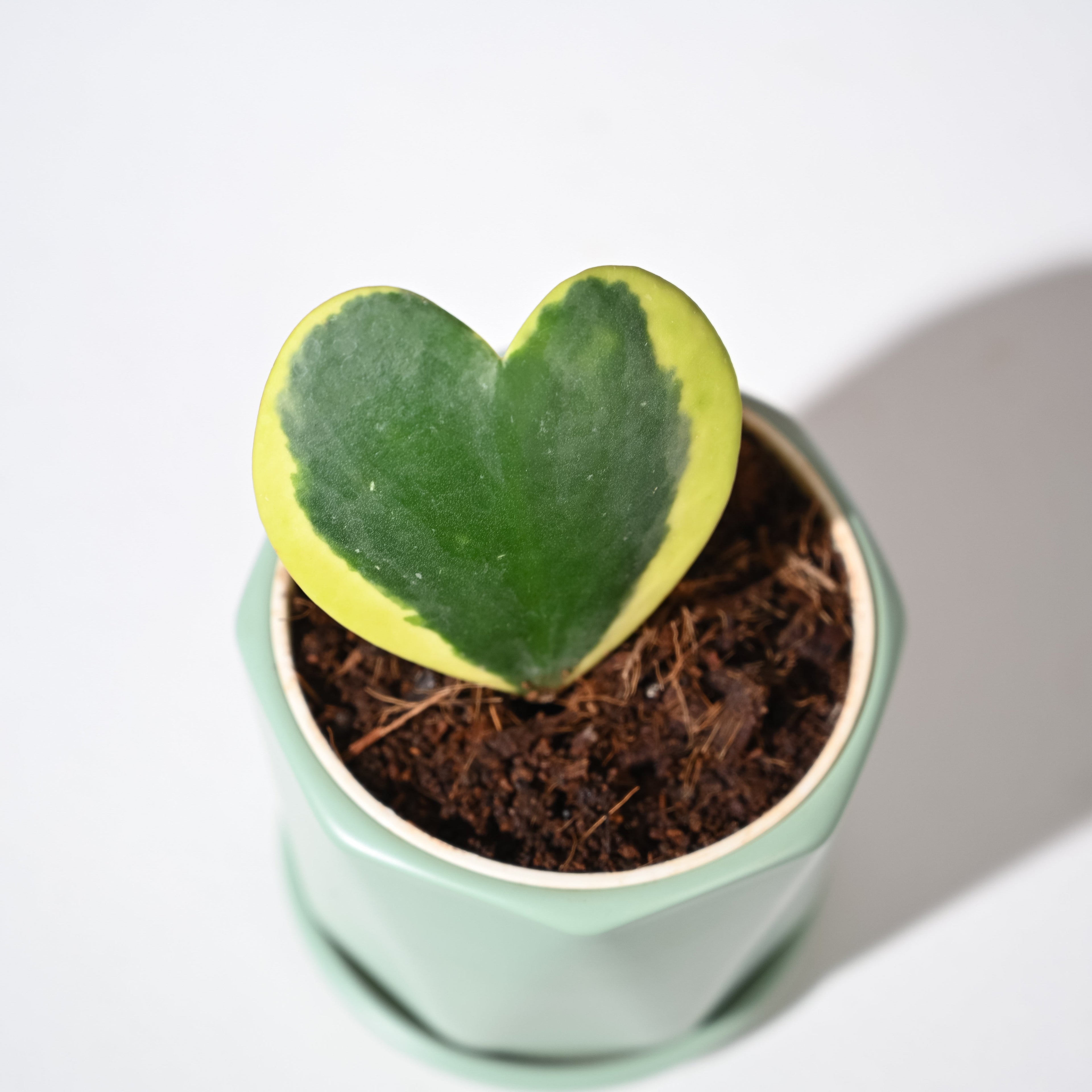 Heart Hoya Variegated with Diamond Mint