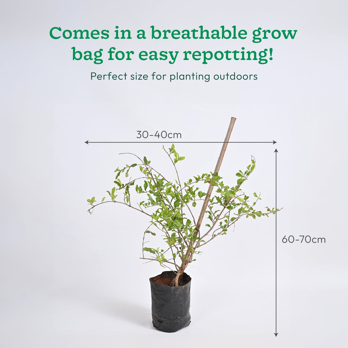 Pomegranate Plant