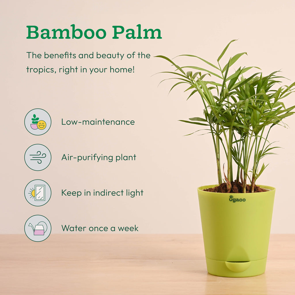 Breathe Easy Air Purifying Plants Bundle