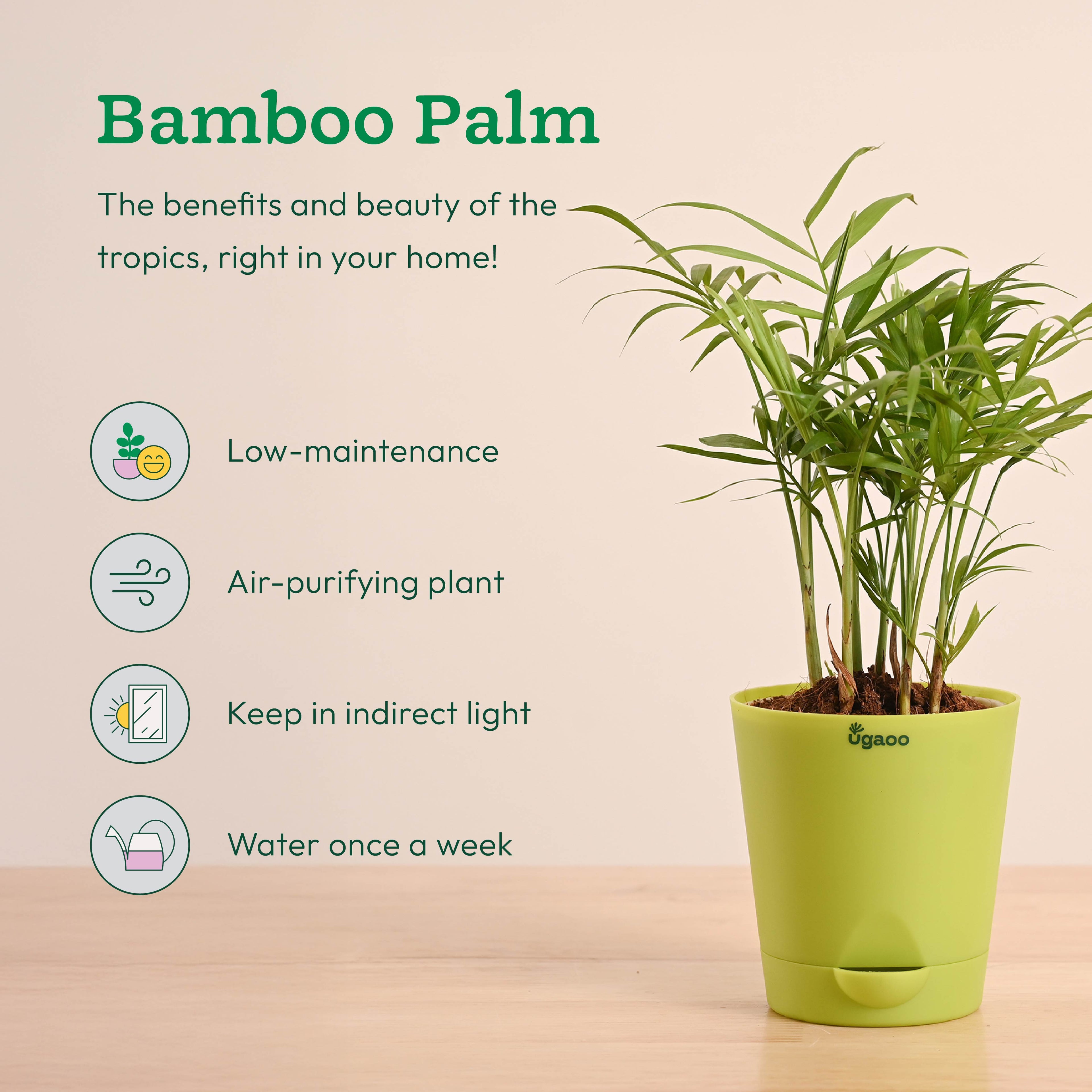 Breathe Easy Air Purifying Plants Bundle