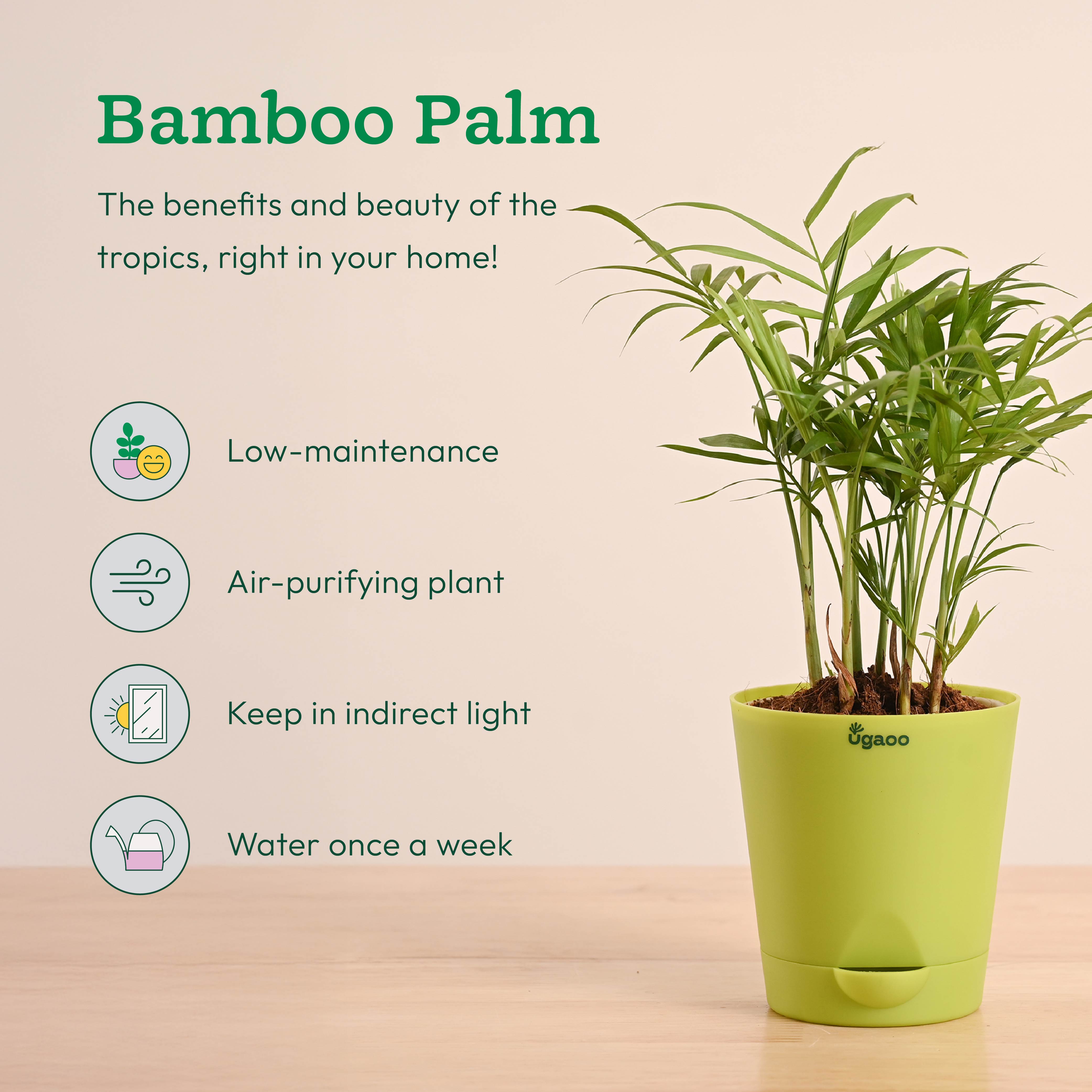 Breathe Easy Air Purifying Plants Bundle