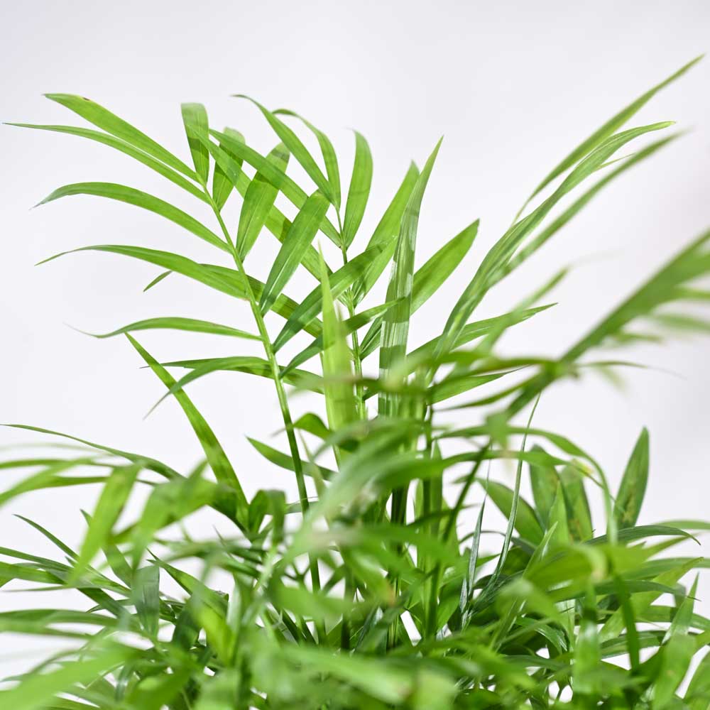 Bamboo Palm Plant For Environment Day Gifting