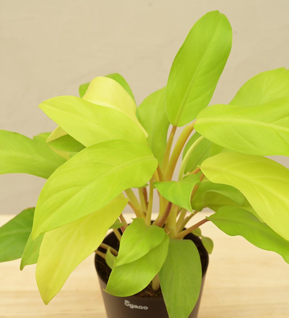 Philodendron Ceylon Golden Plant For Environment Day Gifting