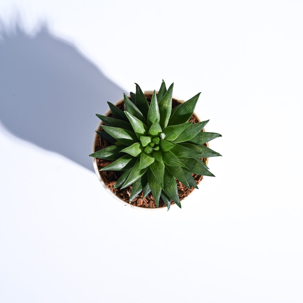 Haworthia Turgida For Environment Day Gifting
