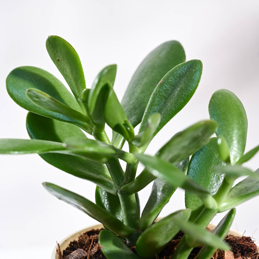 Crassula Ovata Plant For Environment Day Gifting