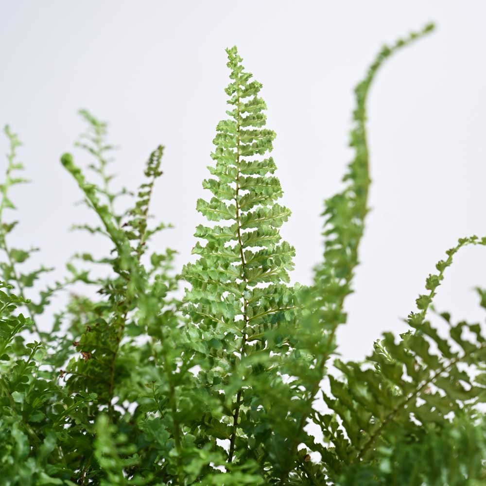 Fern Morpankhi For Environment Day Gifting