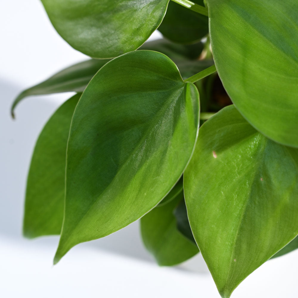 Philodendron Oxycardium Green Plant For Environment Day Gifting