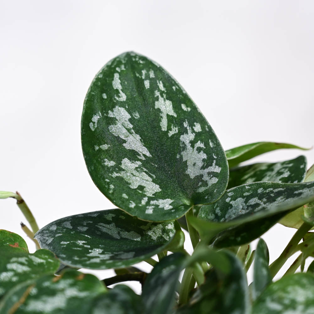 Satin Pothos Argyraeus-small For Environment Day Gifting