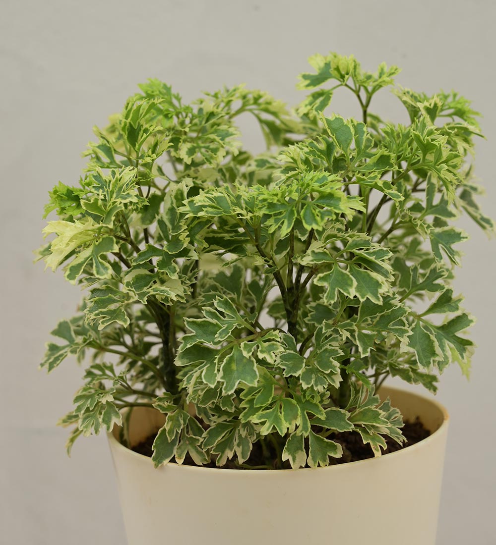 Aralia Variegated Mini Plant For Environment Day Gifting