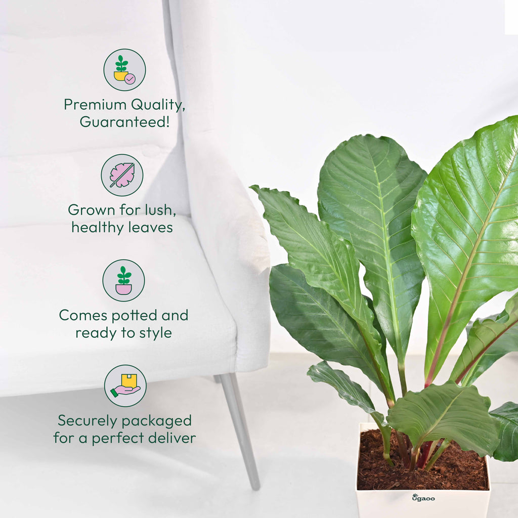 Anthurium Hookeri - XL