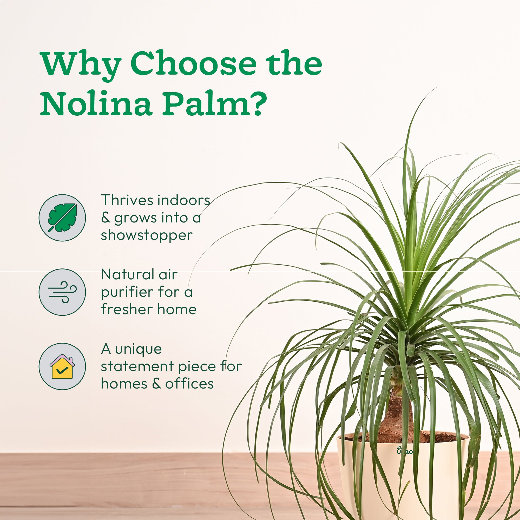 Nolina Palm XL